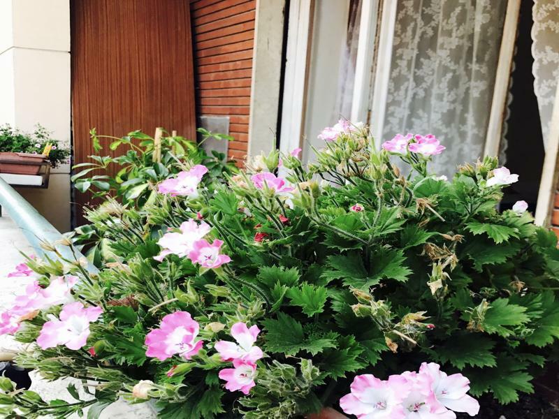 Pardis Guest House Рим Экстерьер фото